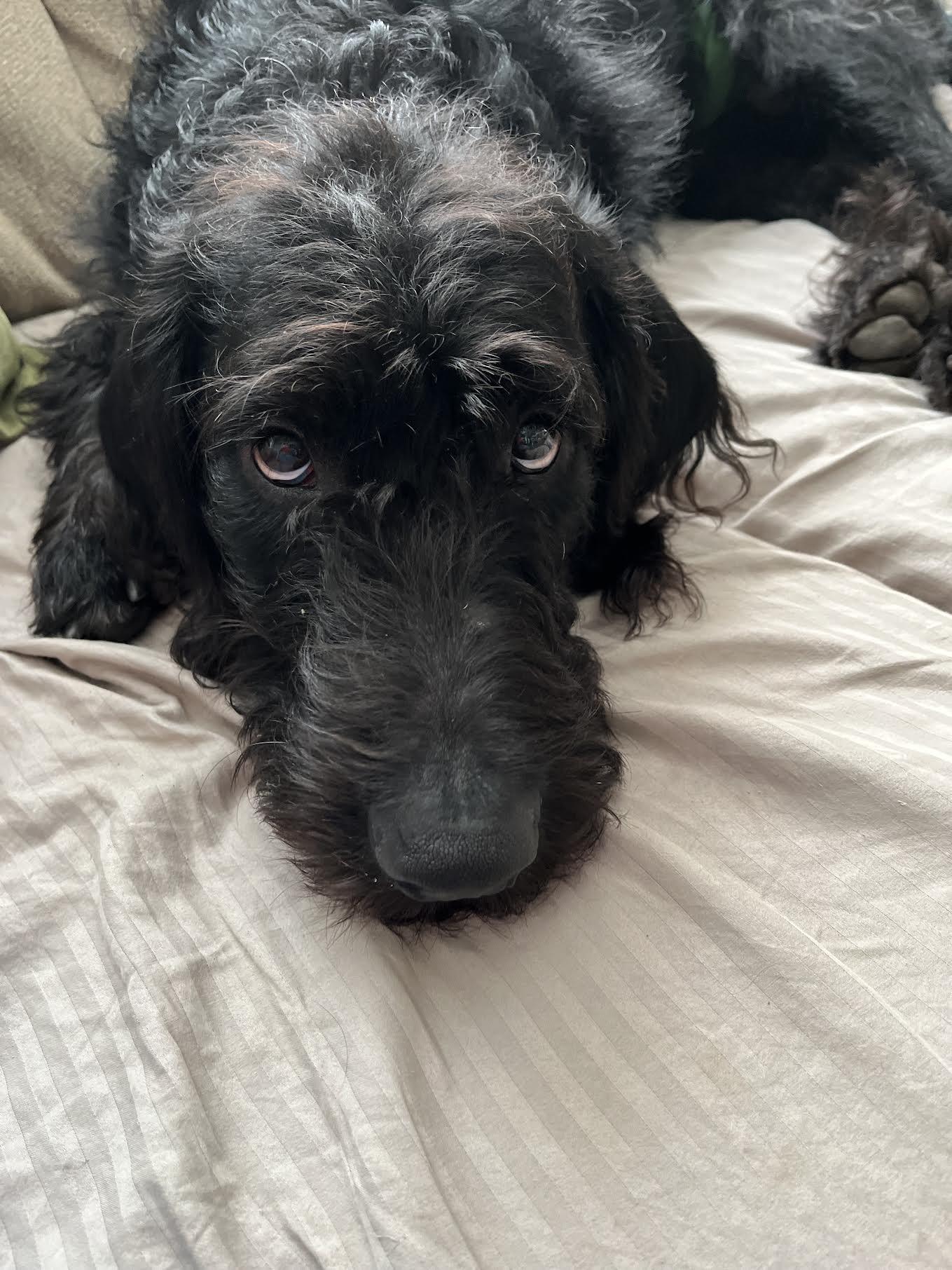 Enlarge Charliedoodle, a Adopted mixed breed in Cumming, GA image 5/6