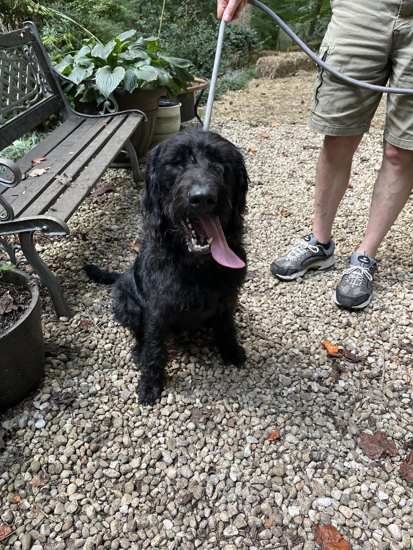 Enlarge Charliedoodle, a Adopted mixed breed in Cumming, GA image 2/6