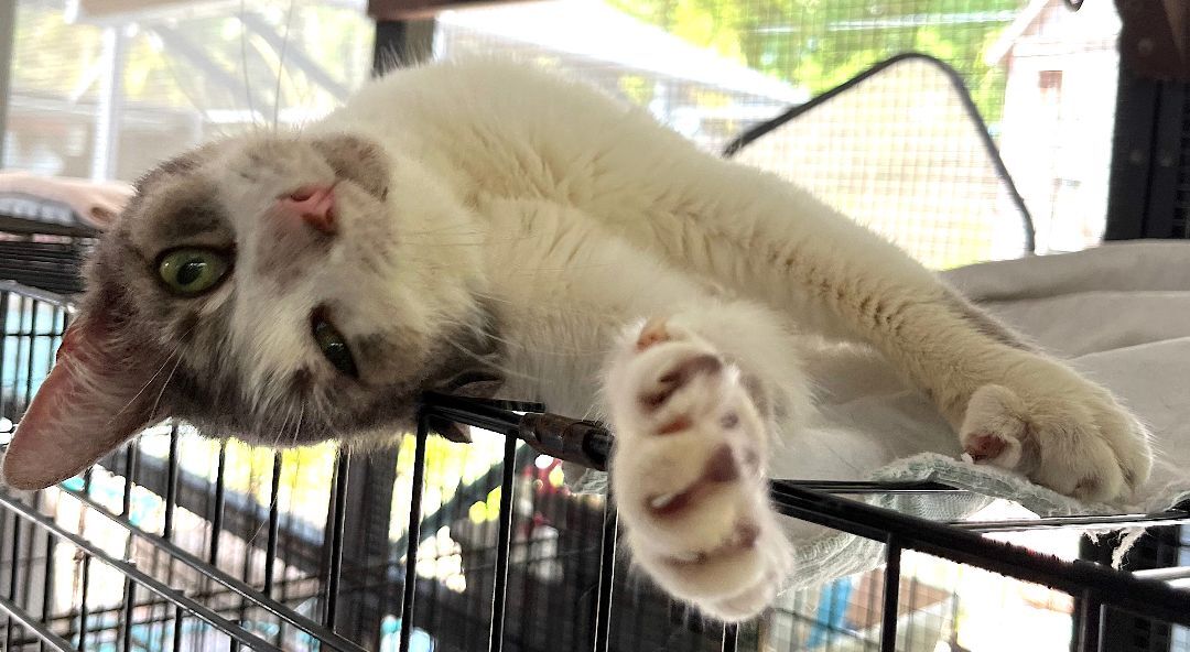 Blossom, Adoptable, Senior Female American Shorthair.