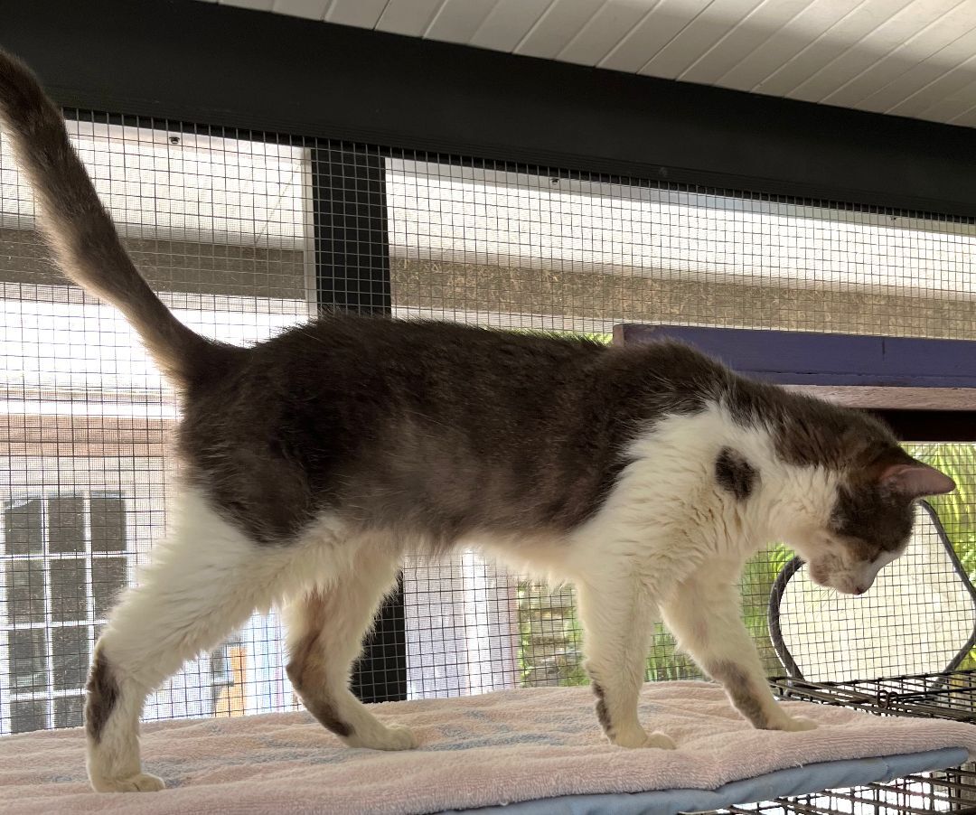 Enlarge Blossom, a Adoptable mixed breed in Sarasota, FL image 2/12