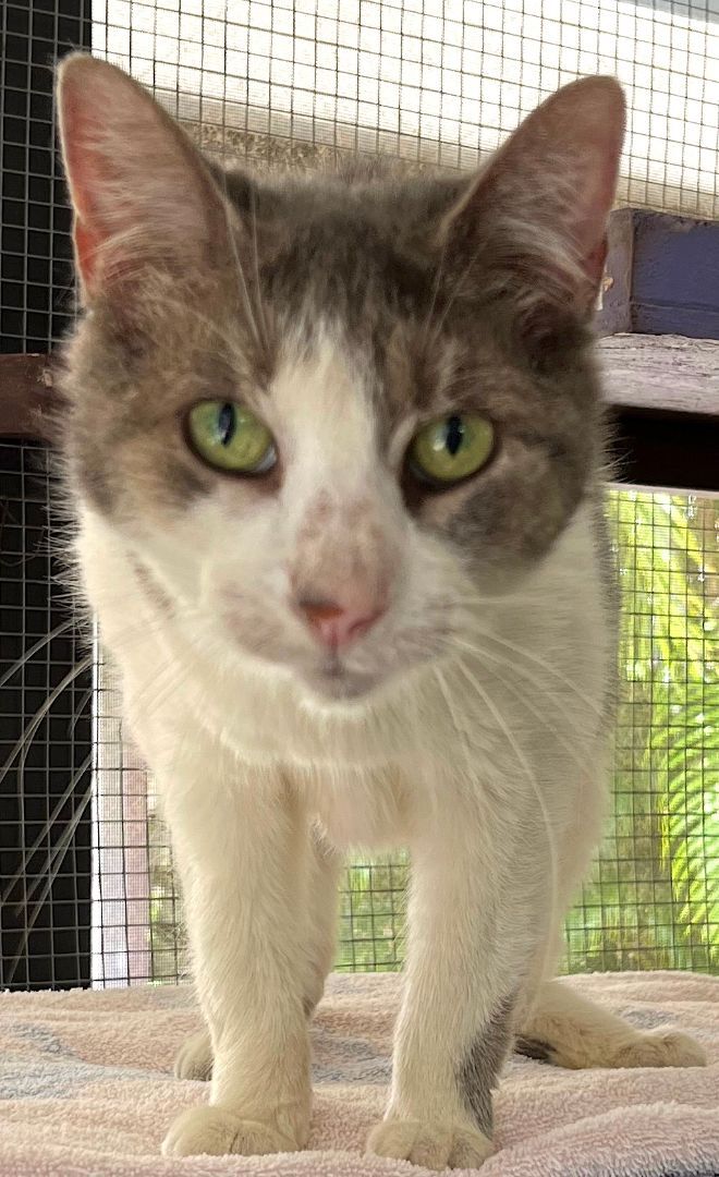 Enlarge Blossom, a Adoptable mixed breed in Sarasota, FL image 3/12