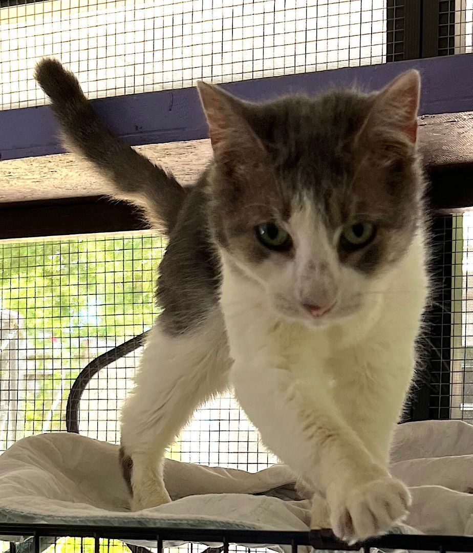 Enlarge Blossom, a Adoptable mixed breed in Sarasota, FL image 4/12