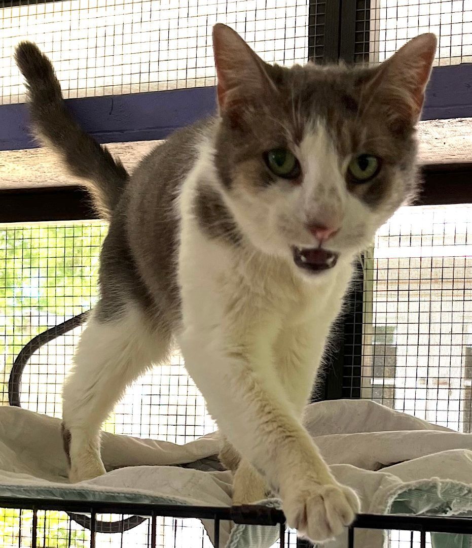 Enlarge Blossom, a Adoptable mixed breed in Sarasota, FL image 5/12