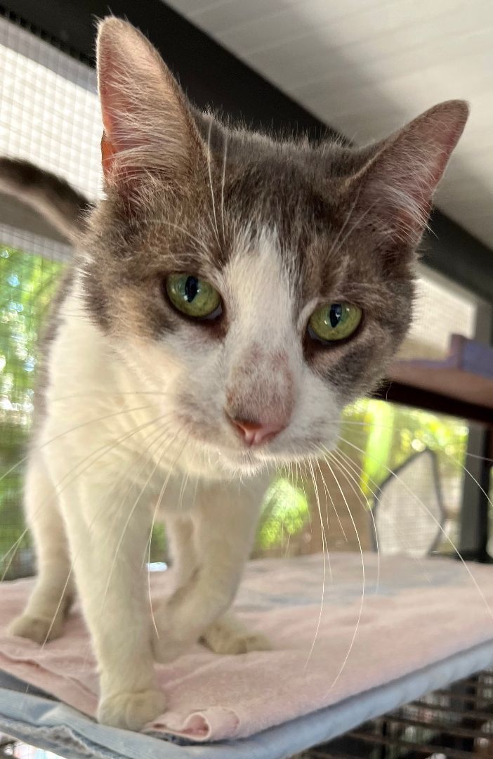 Blossom, Adoptable, Senior Female American Shorthair.