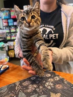 Enlarge MAX, a Adopted American Shorthair in Mckinleyville, CA image 1/1