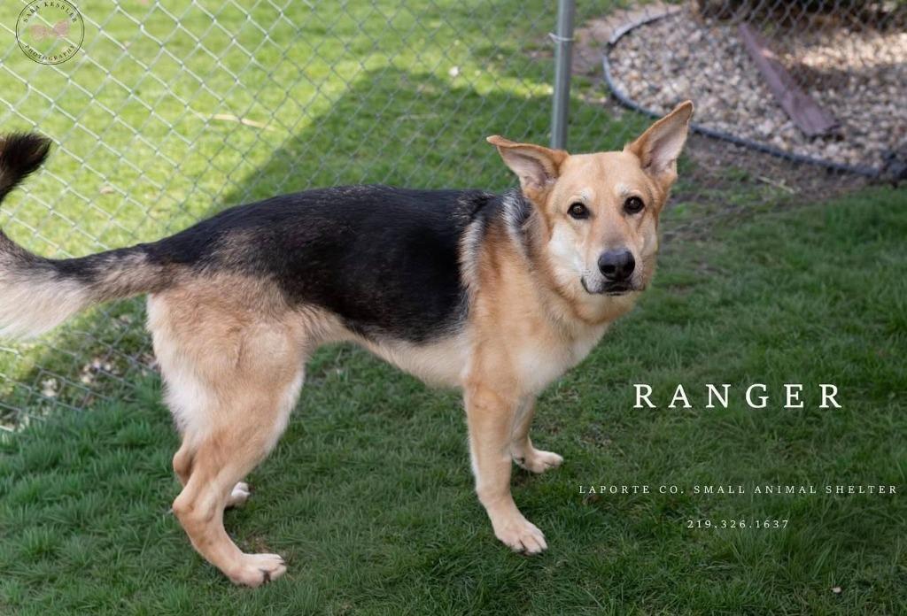 Enlarge Ranger, a Adoptable German Shepherd Dog in La Porte, IN image 1/3