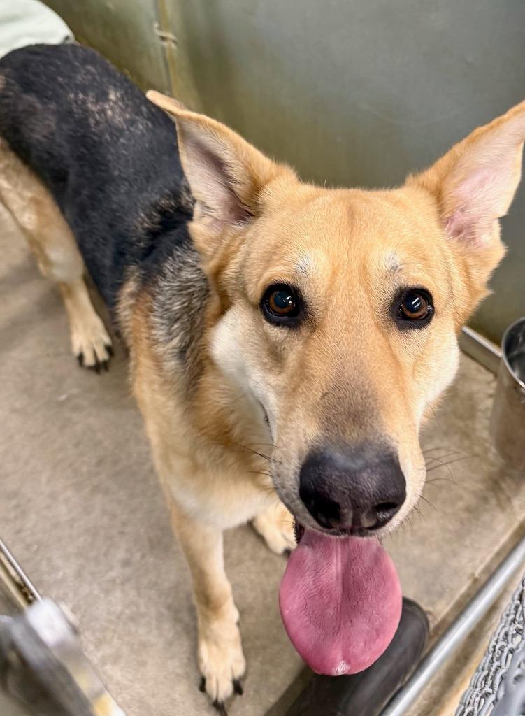 Ranger, Adoptable, Adult Male German Shepherd Dog.