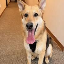 Enlarge Ranger, a Adoptable German Shepherd Dog in La Porte, IN image 2/2