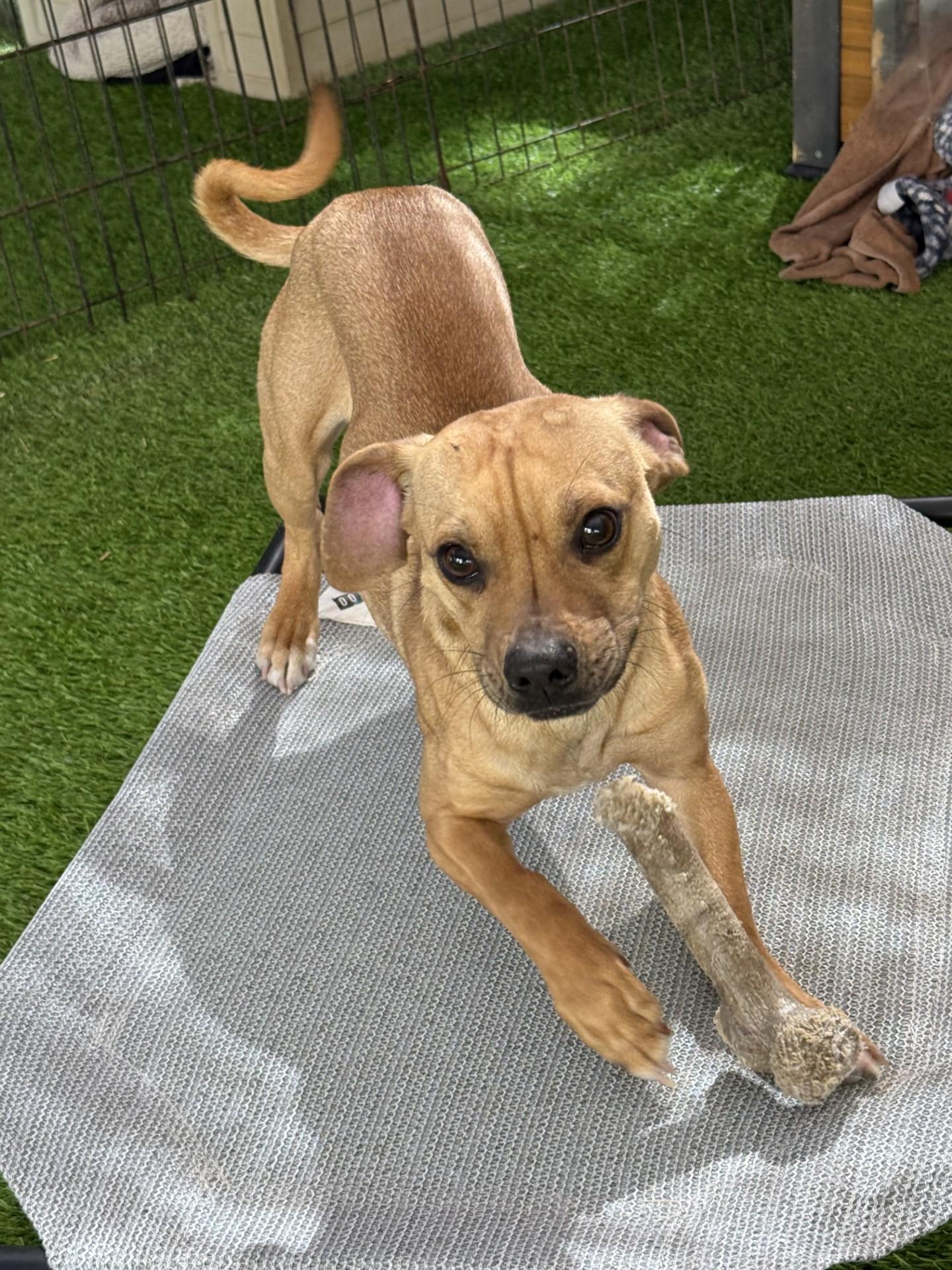 Enlarge Sammy, a ADOPTABLE mixed breed in Imperial Beach, CA image 4/6