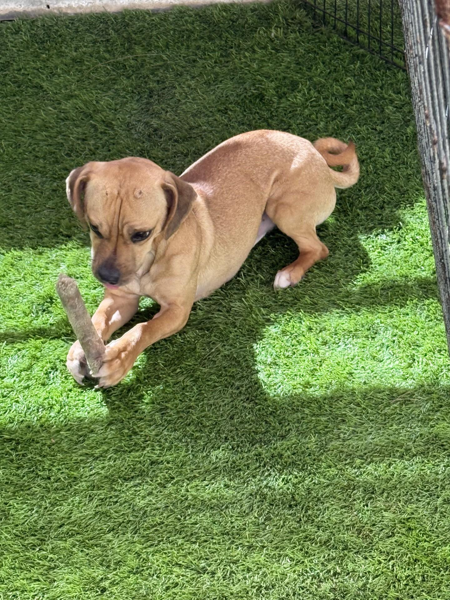 Enlarge Sammy, a ADOPTABLE mixed breed in Imperial Beach, CA image 3/6