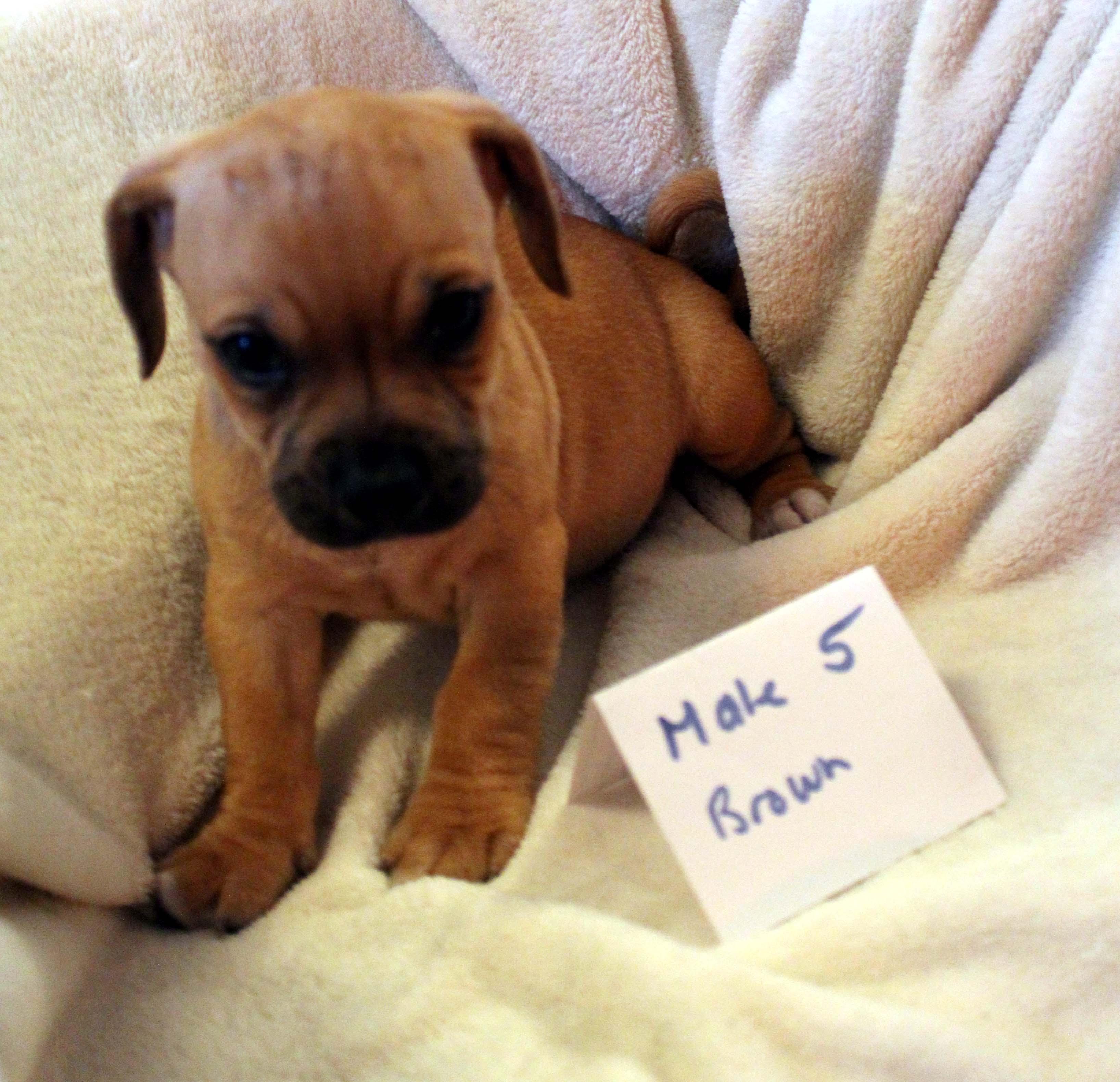 Enlarge Sammy, a ADOPTABLE mixed breed in Imperial Beach, CA image 5/6