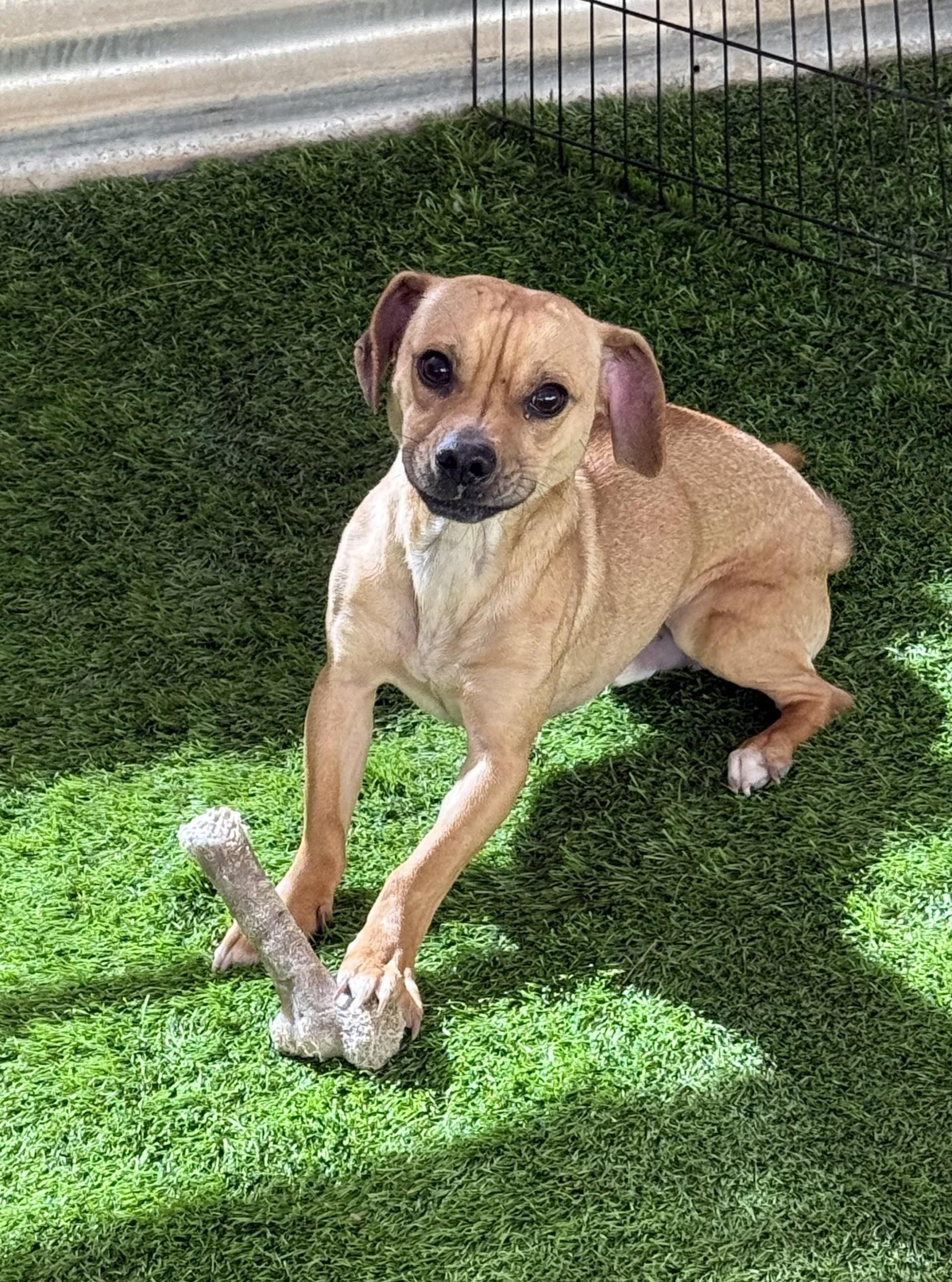 Enlarge Sammy, a ADOPTABLE mixed breed in Imperial Beach, CA image 1/6