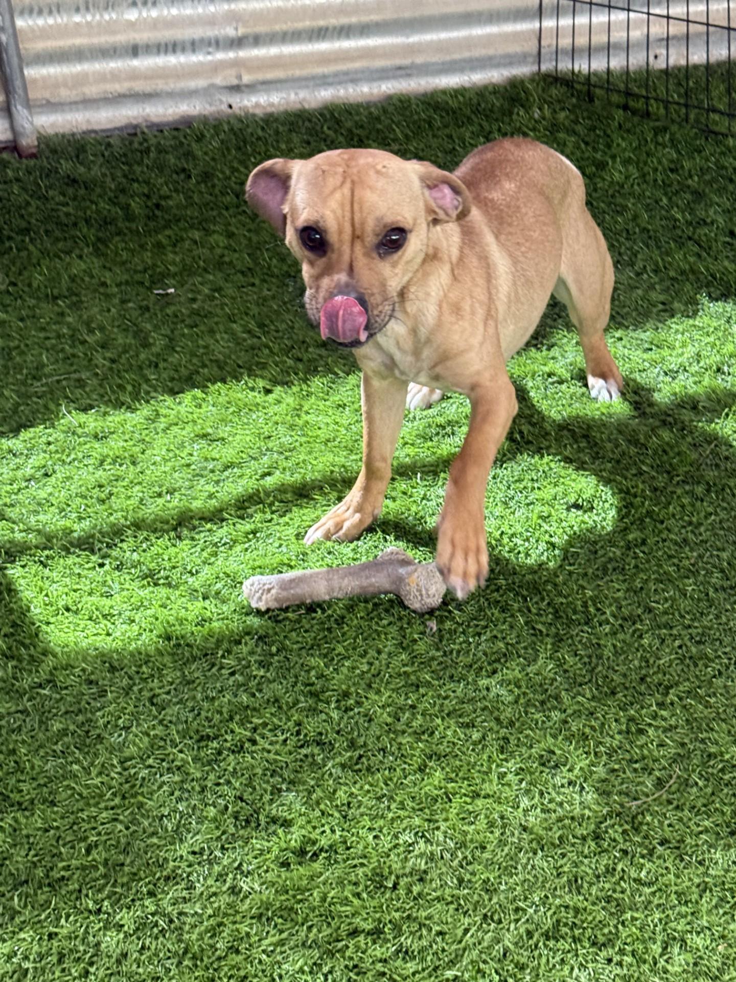 Enlarge Sammy, a ADOPTABLE mixed breed in Imperial Beach, CA image 2/6