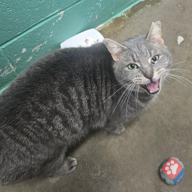 LEO, a Adoptable Domestic Short Hair in Easton, MD image 1/2