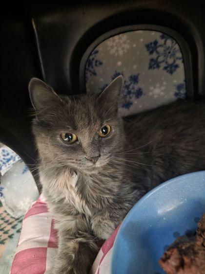 Enlarge Mama Kitty, a Adoptable mixed breed in Shawano, WI image 1/1