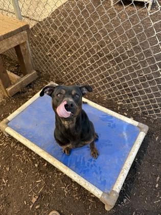 Enlarge Bolt, a Adoptable mixed breed in Cumming, GA image 1/3