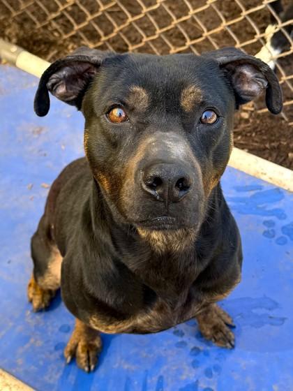 Enlarge Bolt, a Adoptable mixed breed in Cumming, GA image 2/3