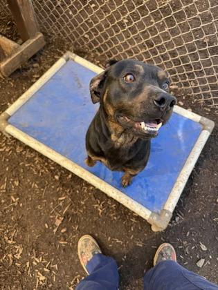 Enlarge Bolt, a Adoptable mixed breed in Cumming, GA image 3/3