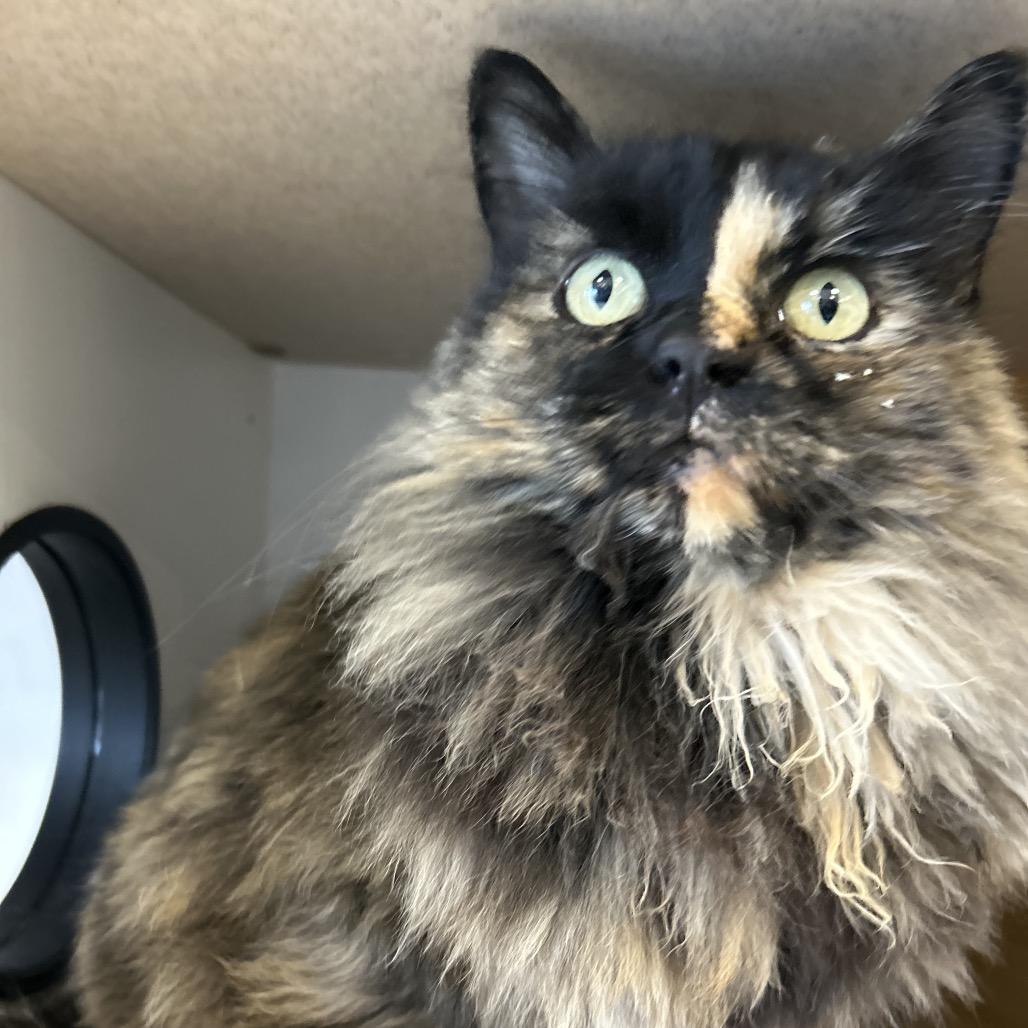 Root, Adoptable, Adult Female Domestic Long Hair.