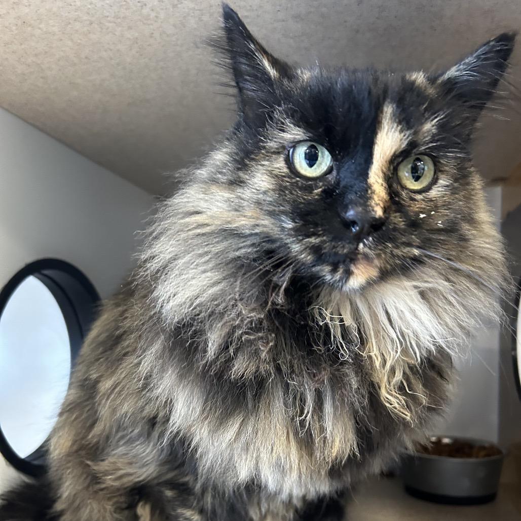 Root, Adoptable, Adult Female Domestic Long Hair.