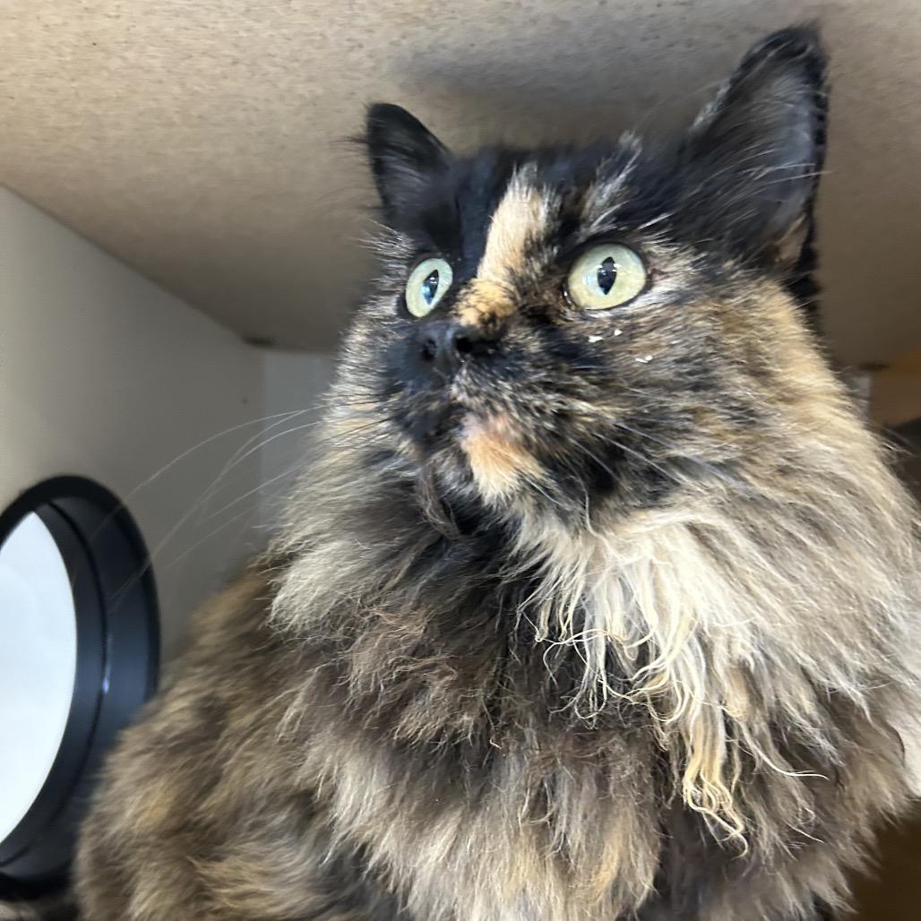 Root, a Adoptable Domestic Long Hair in Park City, UT image 2/3