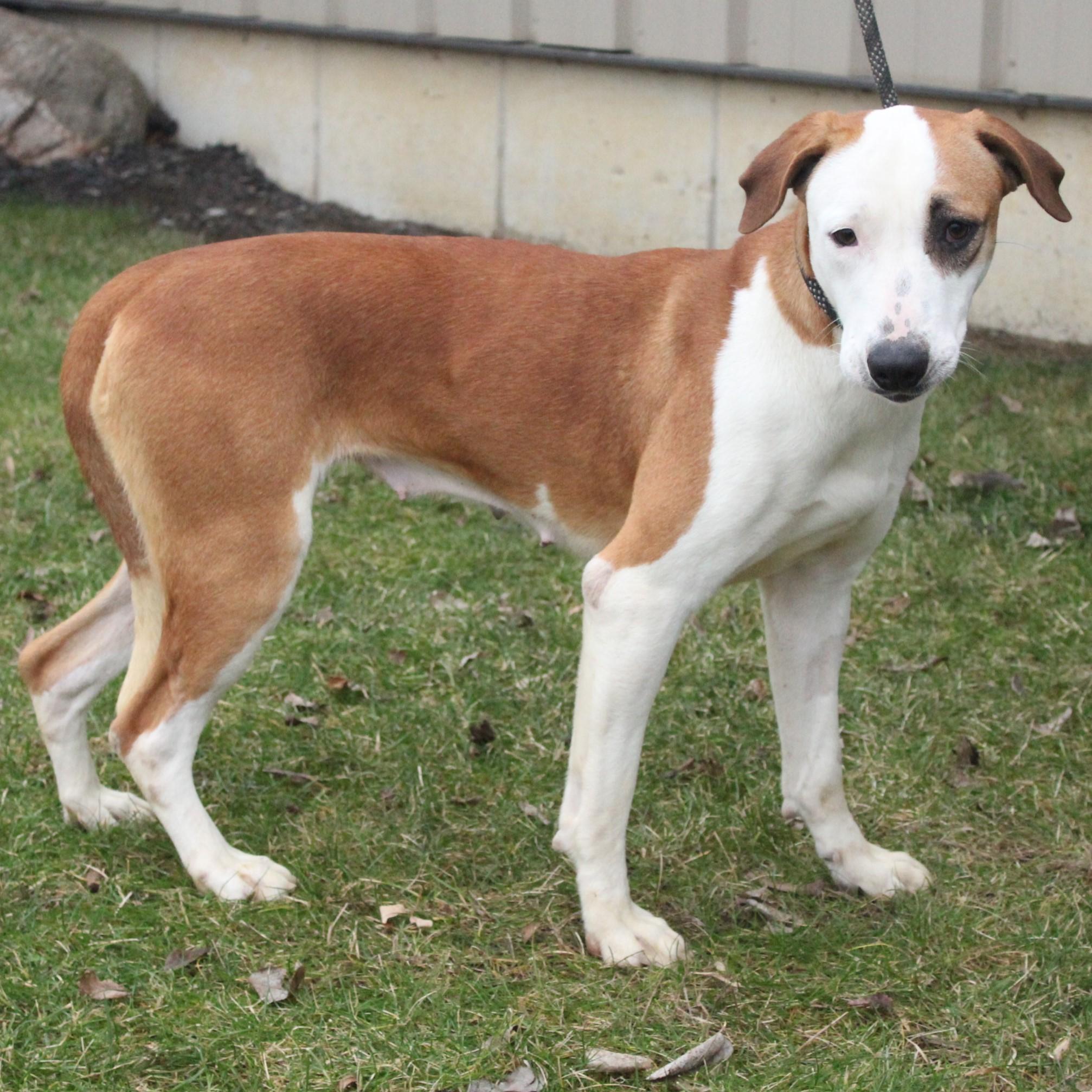 Heidi, a ADOPTABLE mixed breed in Eaton, OH image 6/6