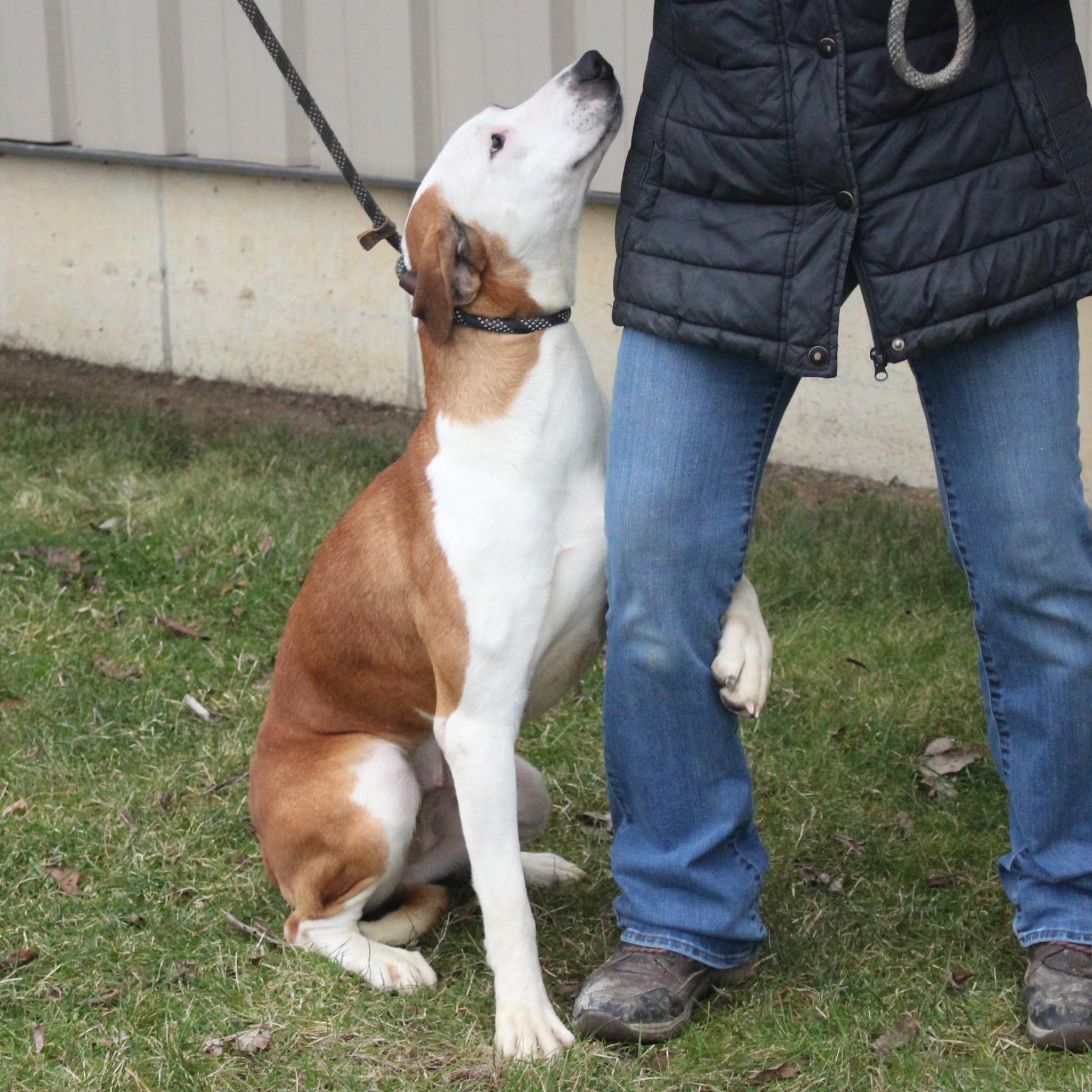 Heidi, a ADOPTABLE mixed breed in Eaton, OH image 5/6