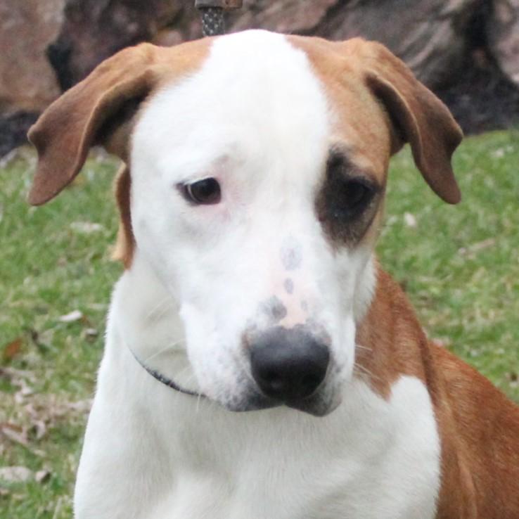Heidi, a ADOPTABLE mixed breed in Eaton, OH image 1/6