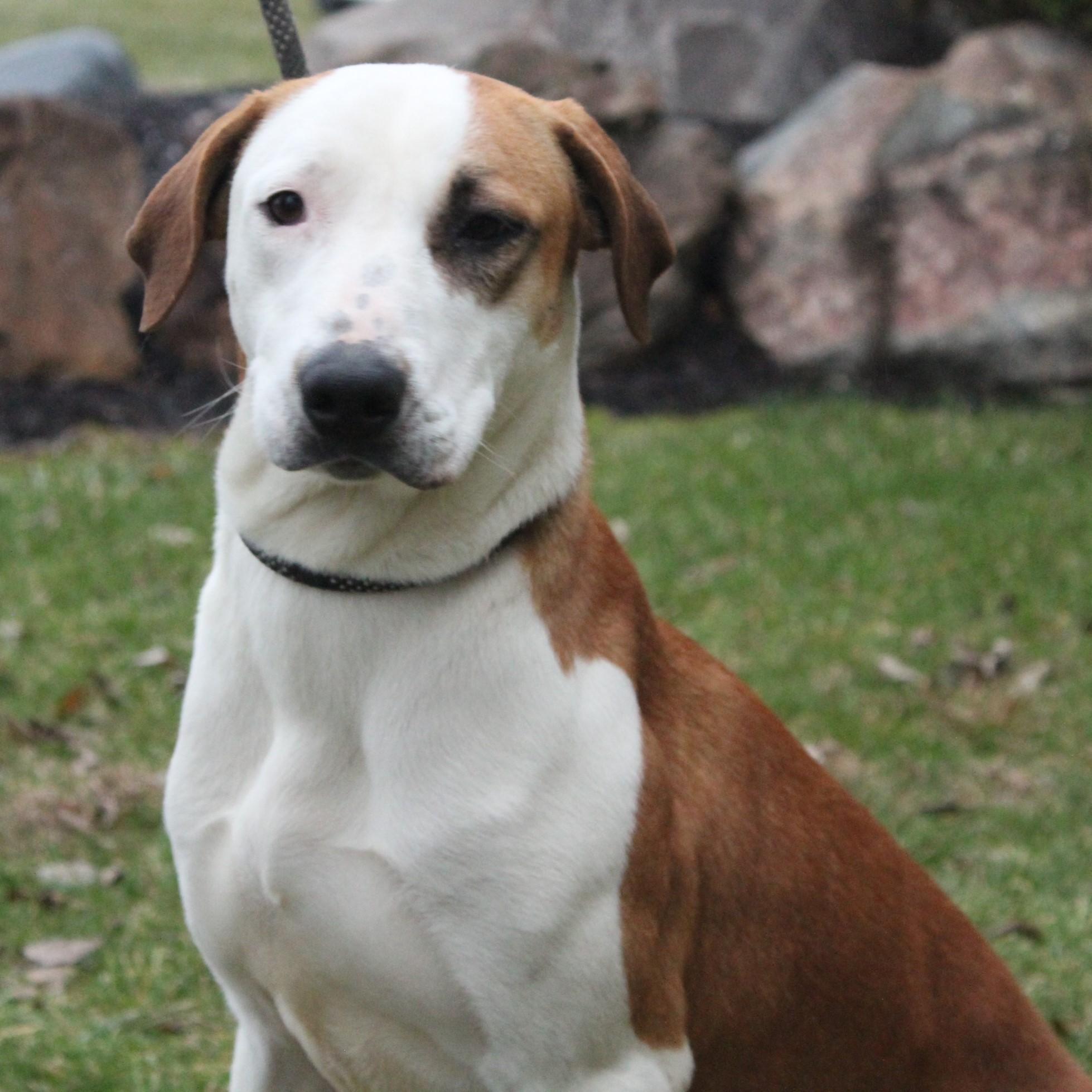 Heidi, a ADOPTABLE mixed breed in Eaton, OH image 2/6