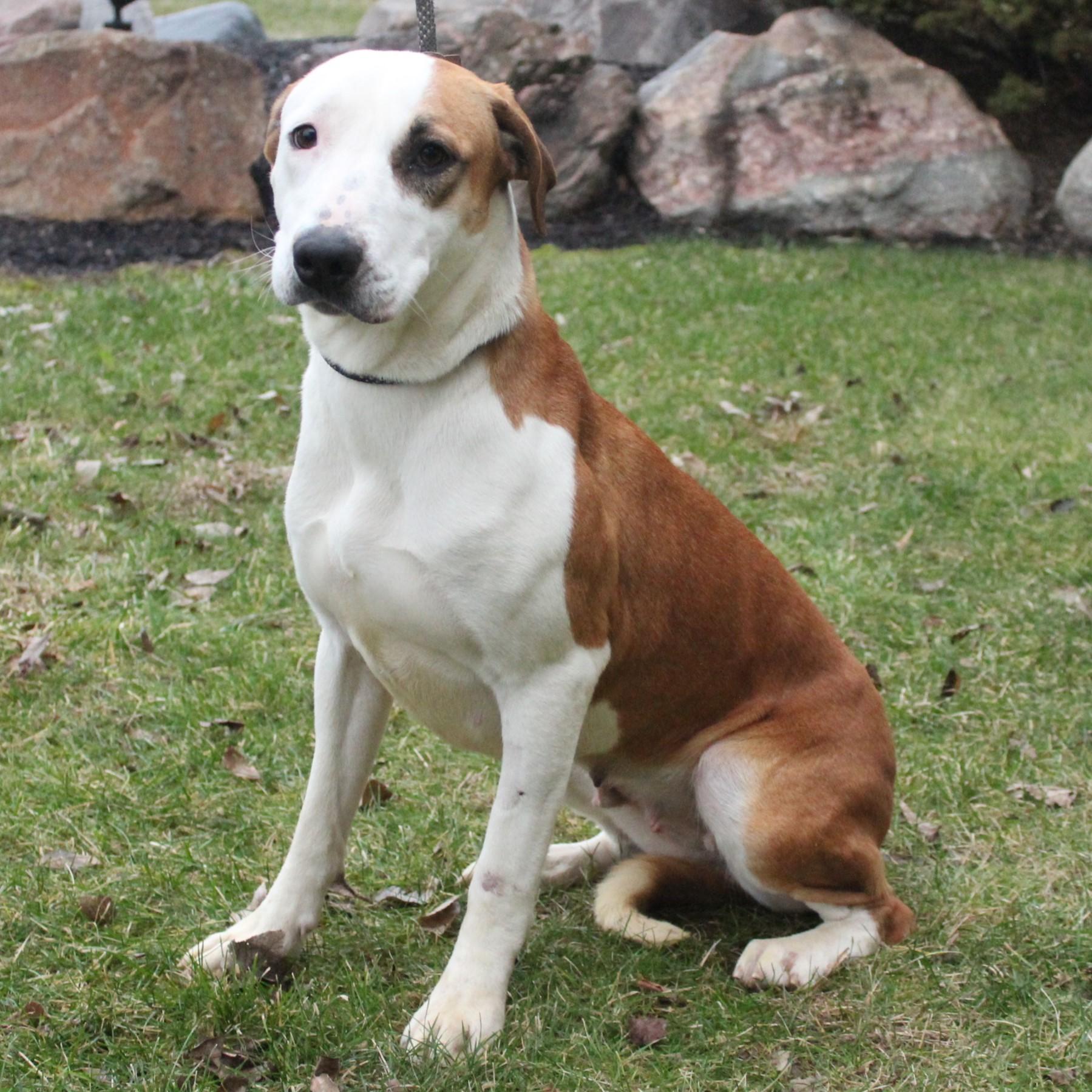 Heidi, a ADOPTABLE mixed breed in Eaton, OH image 4/6