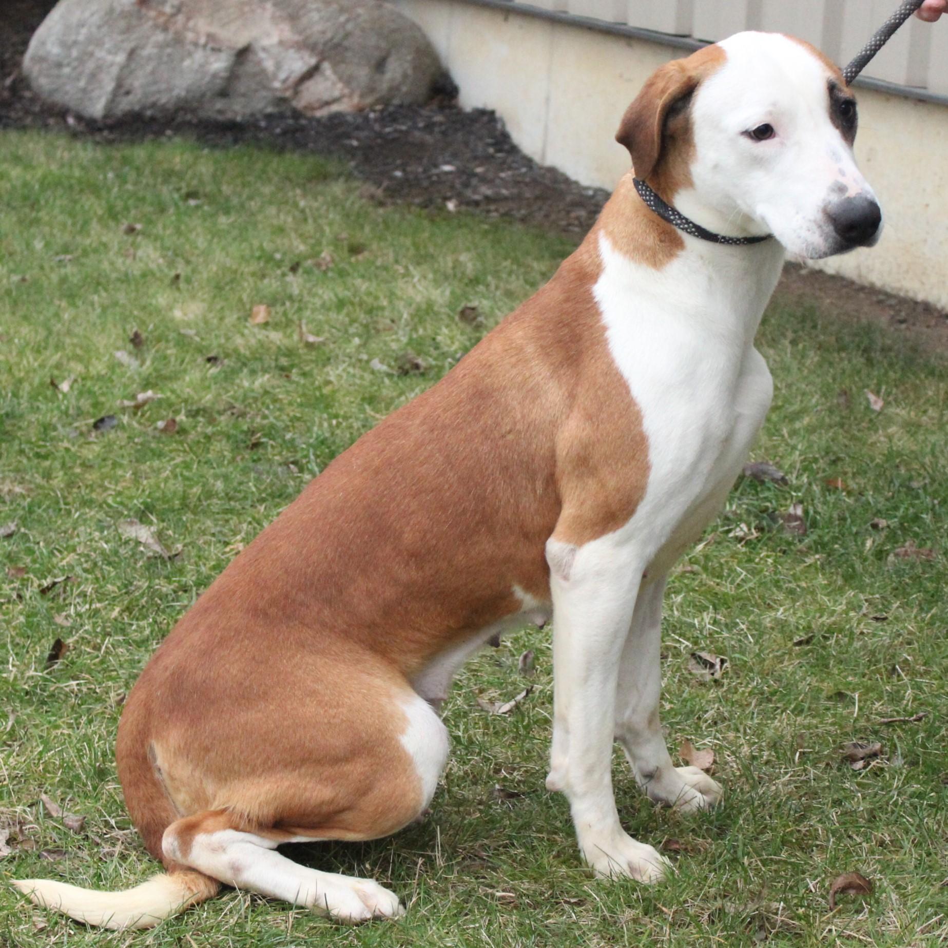 Heidi, a ADOPTABLE mixed breed in Eaton, OH image 3/6