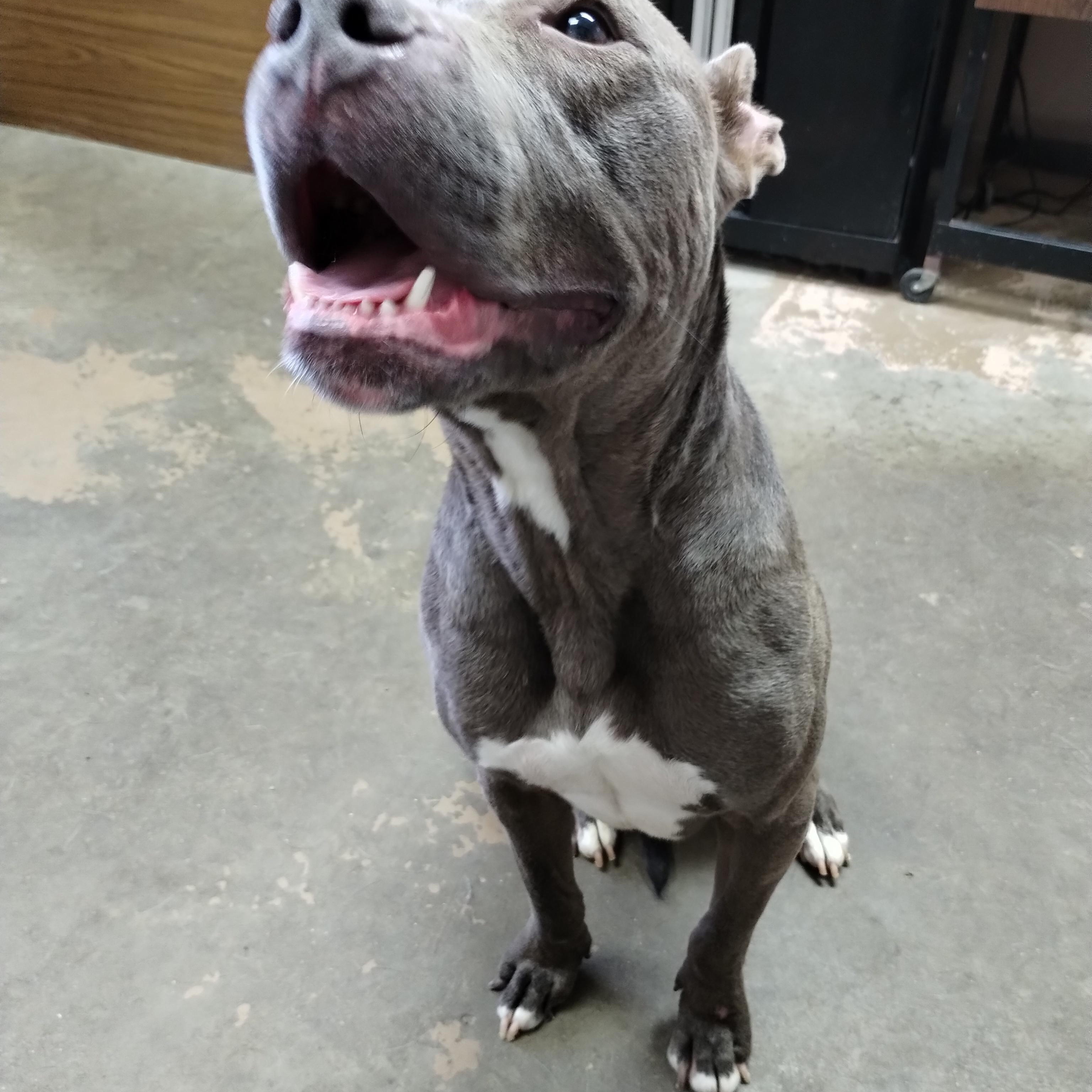 25-166 Available 10-30-25, Adoptable, Adult Male American Bulldog.