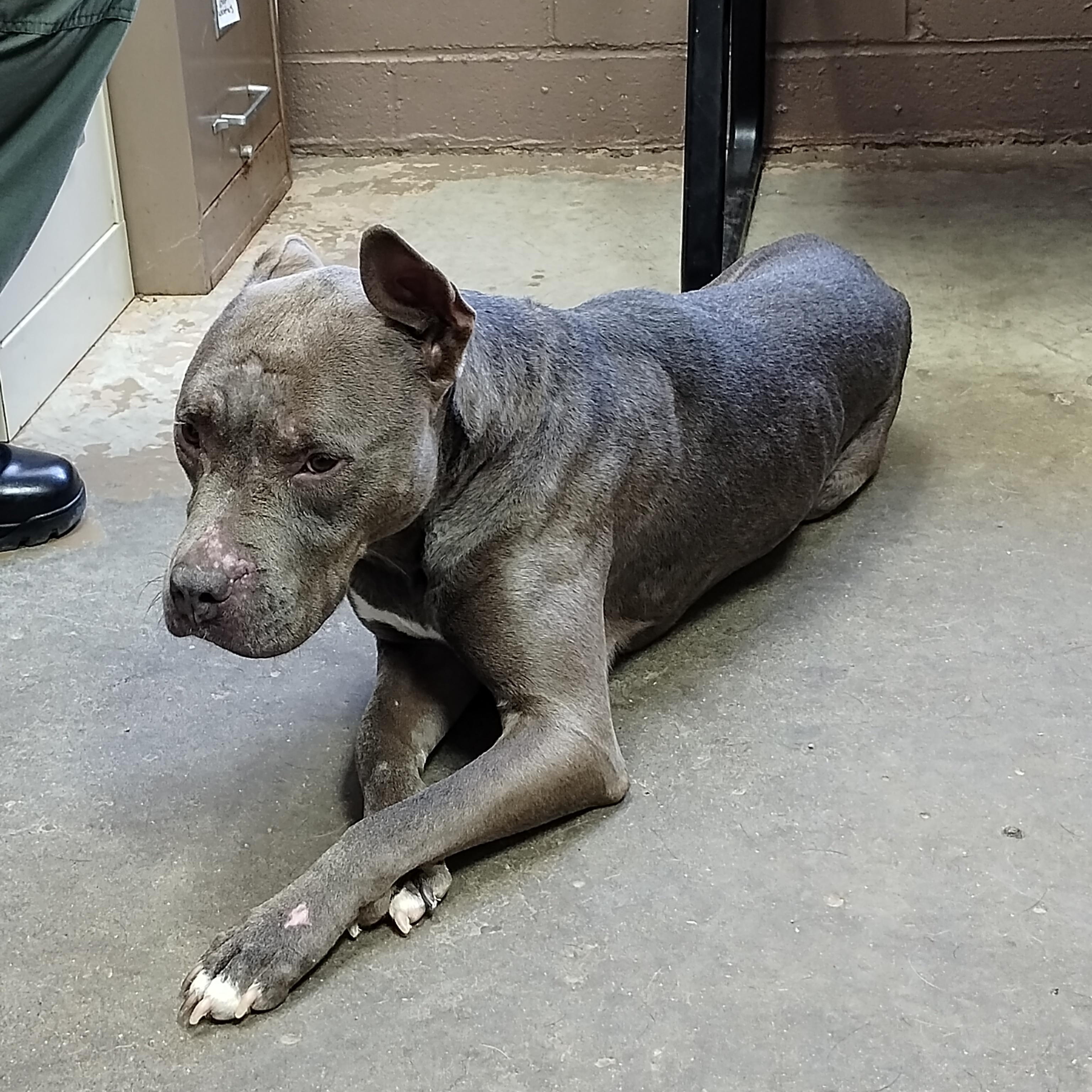 25-166 Available 10-30-25, a Adoptable mixed breed image 3/4