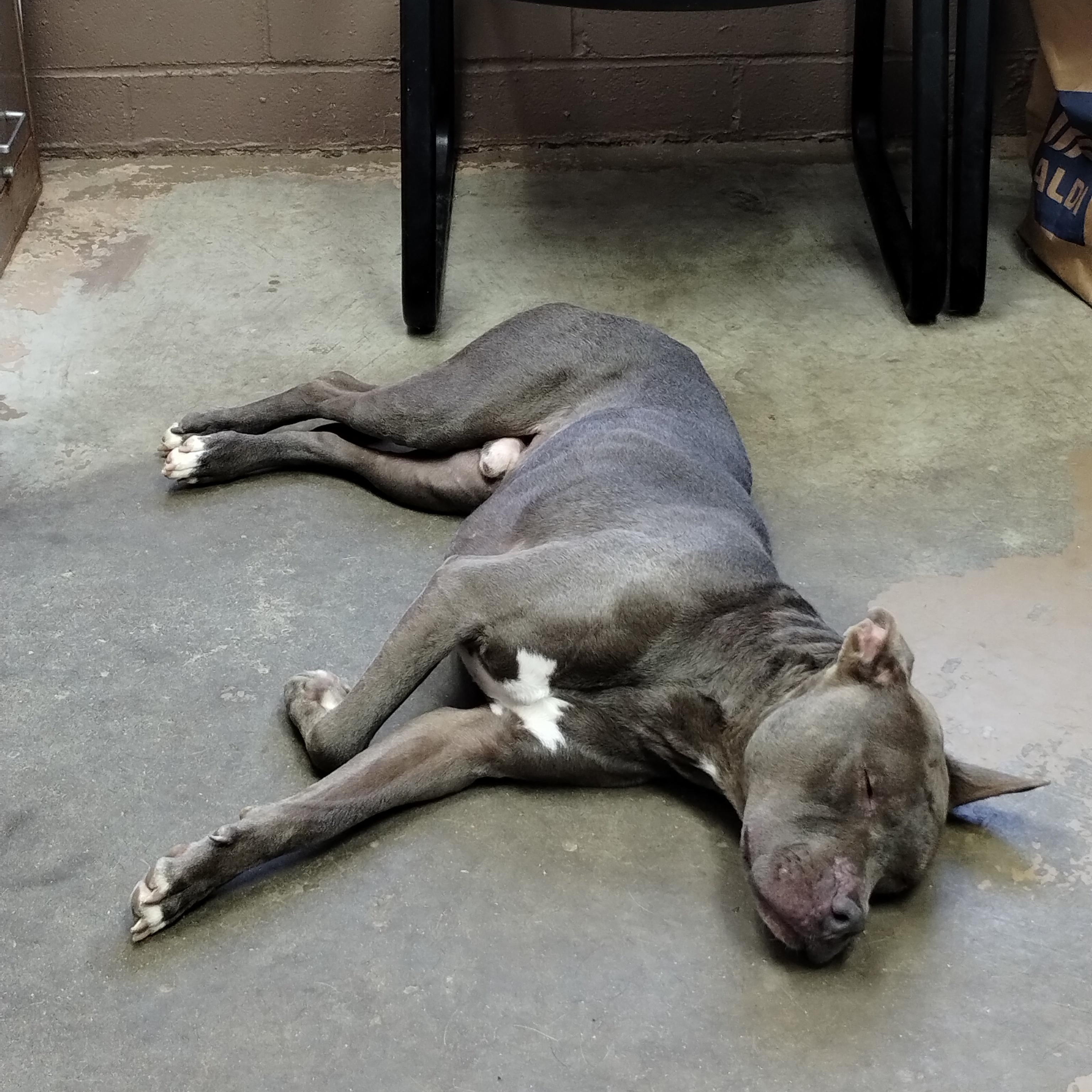 25-166 Available 10-30-25, a Adoptable mixed breed image 2/4