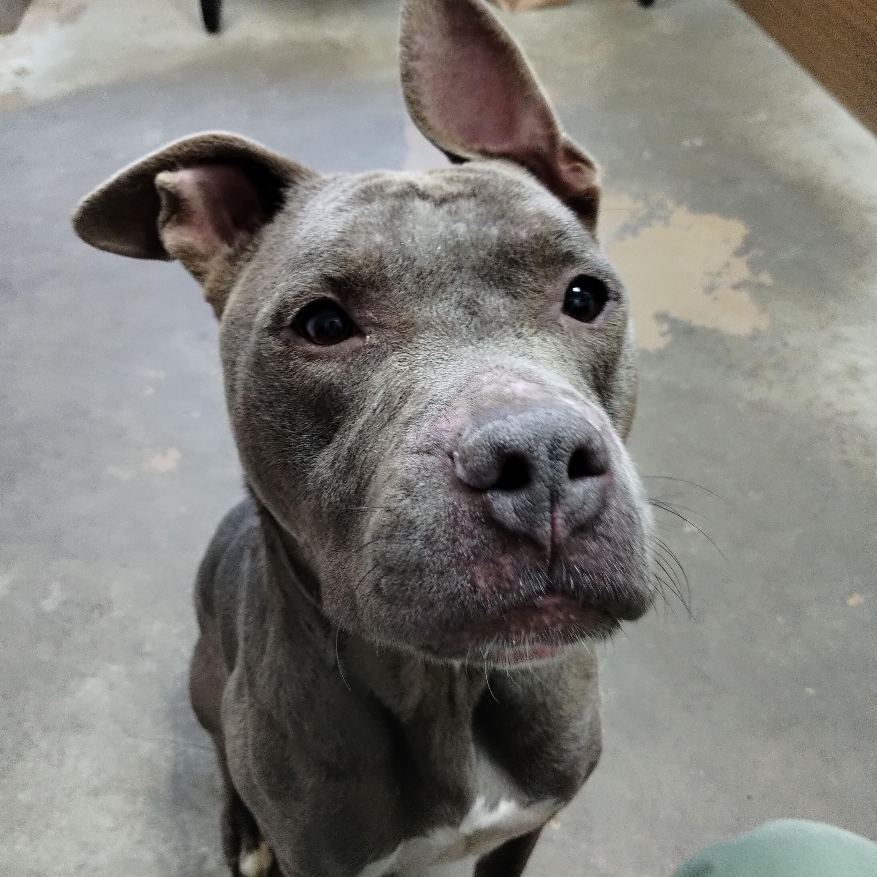 25-166 Available 10-30-25, a Adoptable mixed breed image 1/4