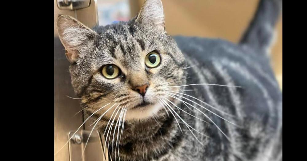 Ocho, Adoptable, Adult Male Domestic Short Hair.