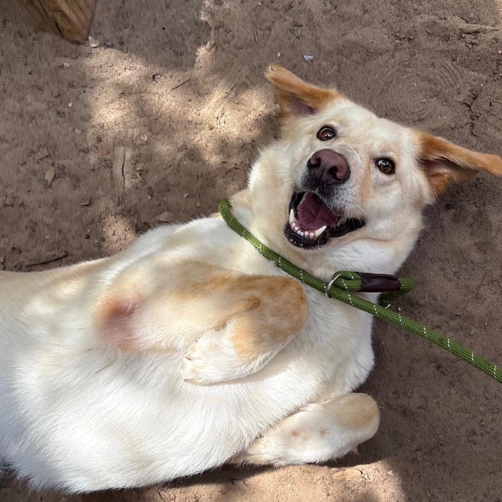 Honey Flower, Adoptable, Adult Female Mixed Breed.