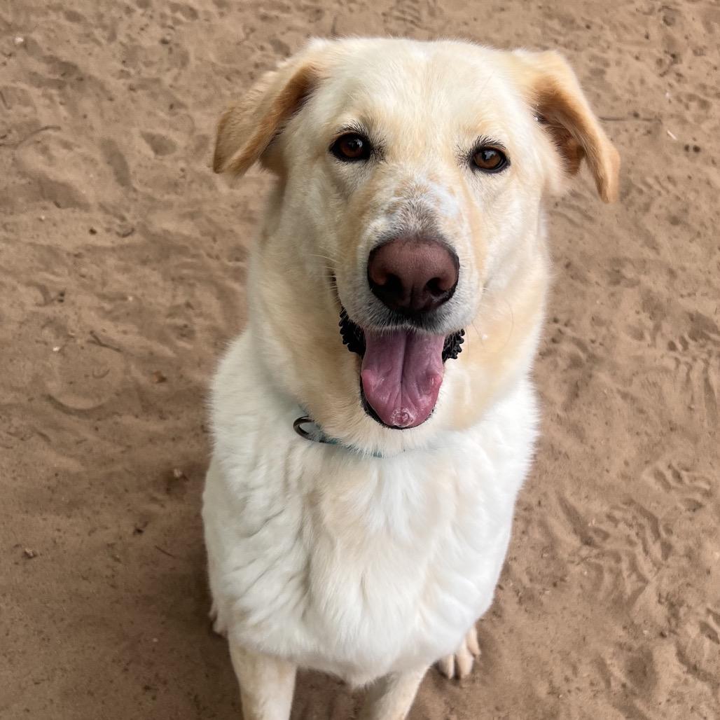 Enlarge Honey Flower, a Adoptable Mixed Breed in Pensacola, FL image 1/3