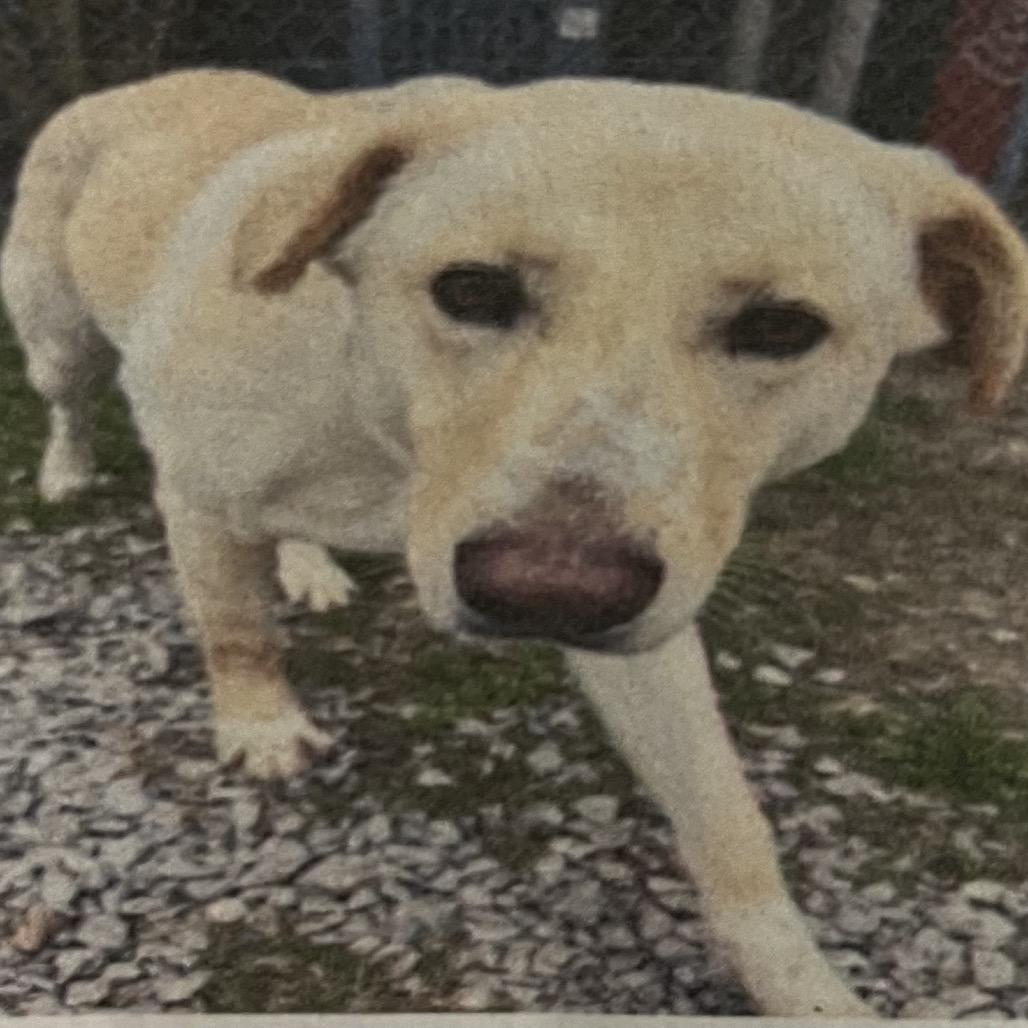 Enlarge Honey Flower, a Adoptable Mixed Breed in Pensacola, FL image 2/3