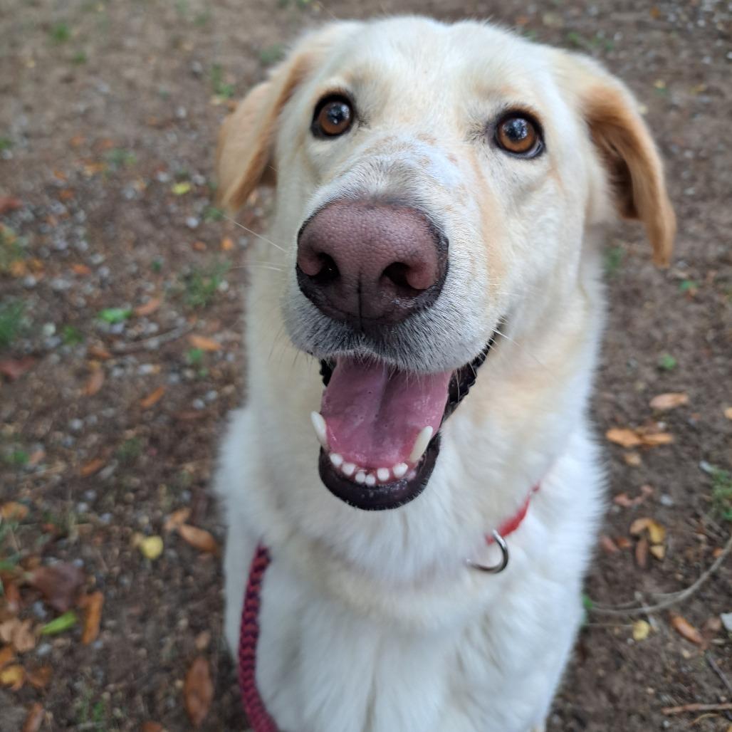 Enlarge Honey Flower, a Adoptable Mixed Breed in Pensacola, FL image 2/4