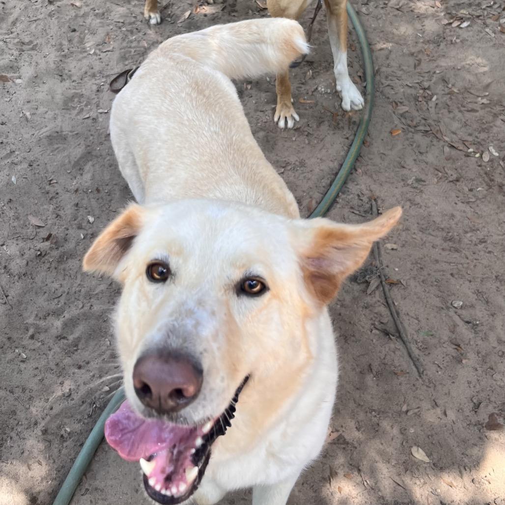 Enlarge Honey Flower, a Adoptable Mixed Breed in Pensacola, FL image 3/3