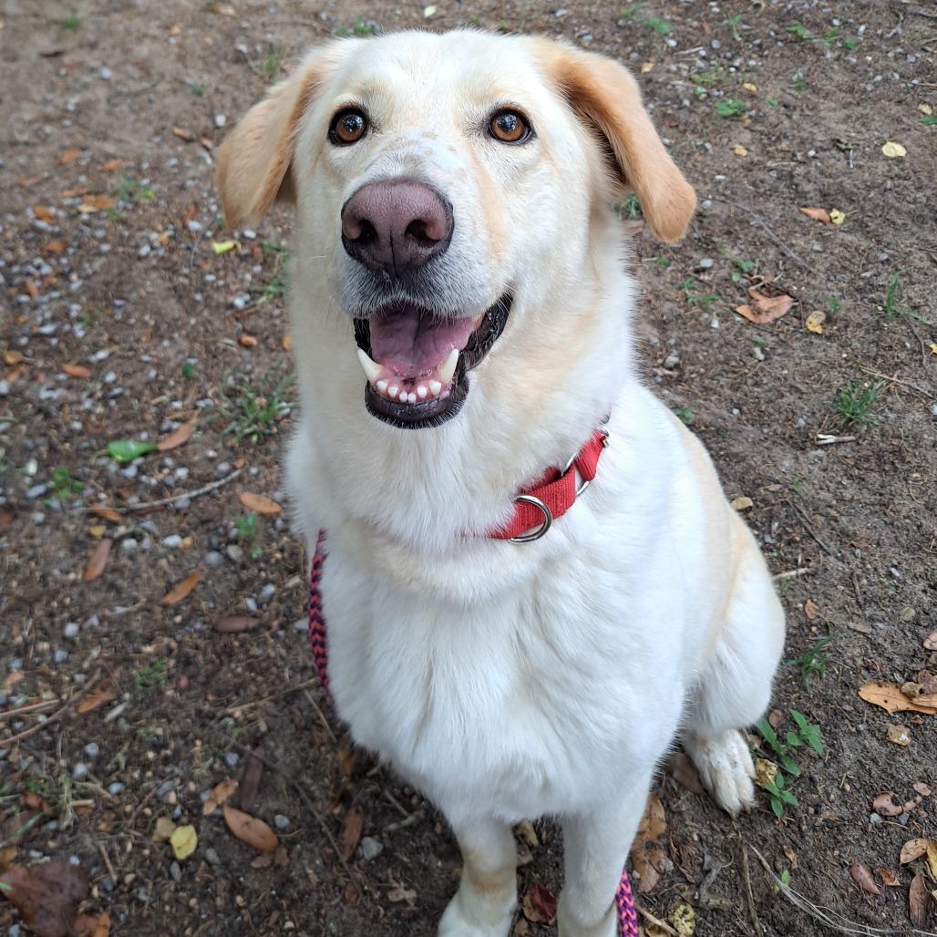 Enlarge Honey Flower, a Adoptable Mixed Breed in Pensacola, FL image 4/4
