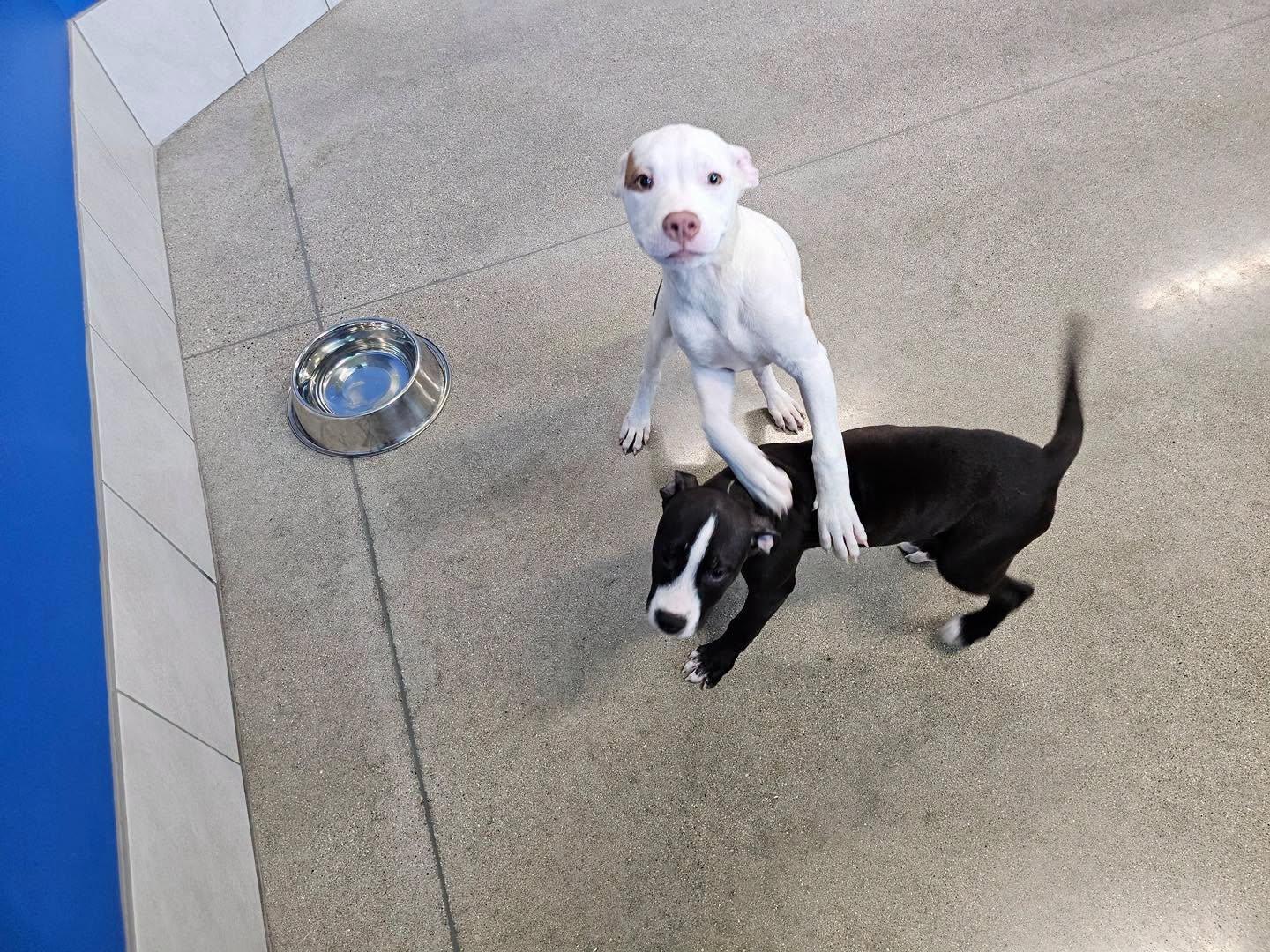 Pete the mixed breed puppy, a Adoptable mixed breed in Muskego, WI image 5/6
