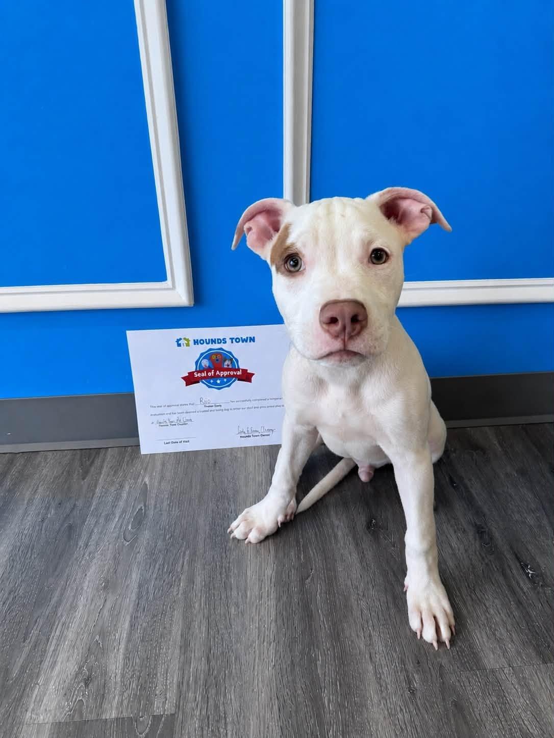 Pete the mixed breed puppy, a Adoptable mixed breed in Muskego, WI image 2/6