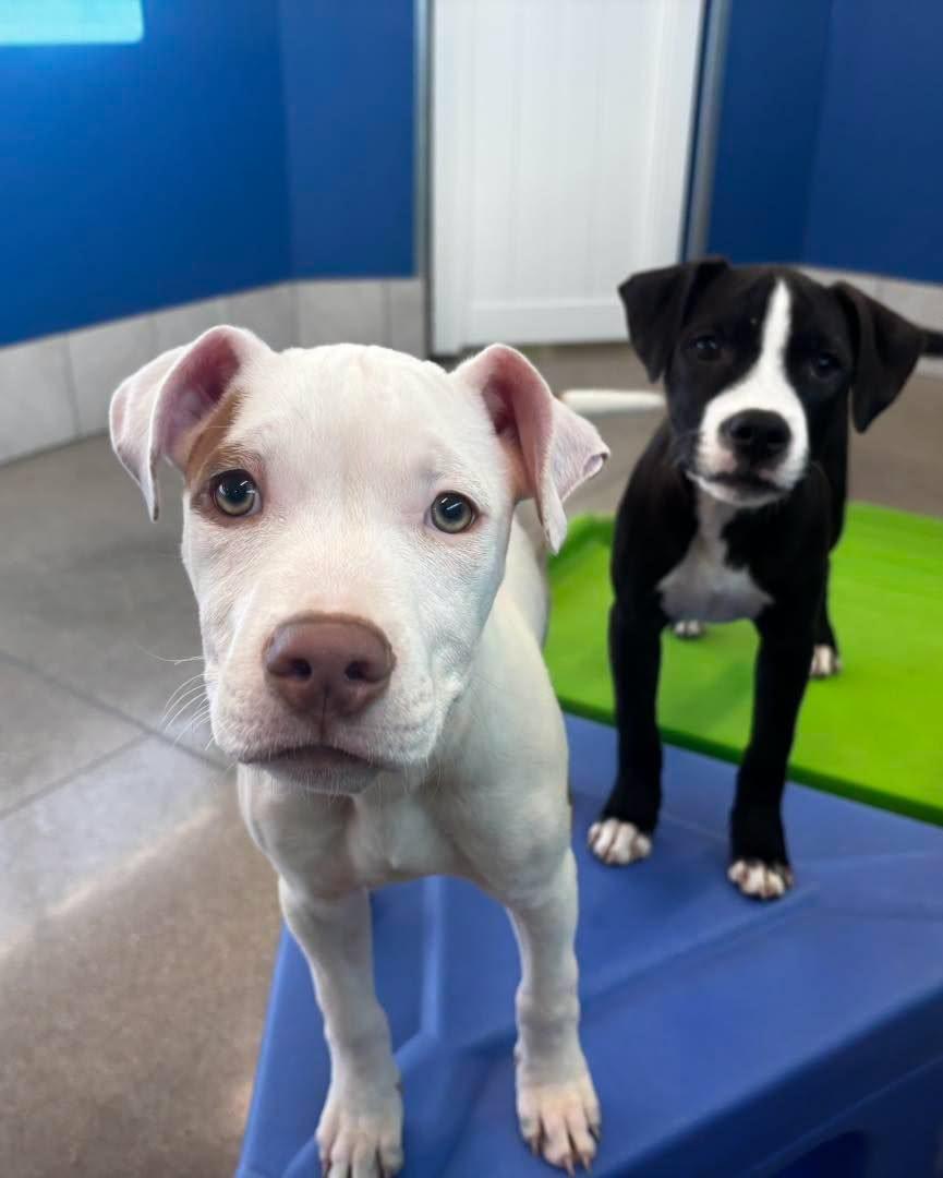 Pete the mixed breed puppy, a Adoptable mixed breed in Muskego, WI image 1/6