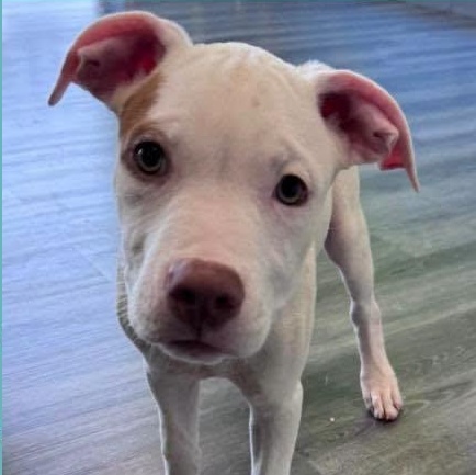 Pete the mixed breed puppy, a Adoptable mixed breed in Muskego, WI image 3/6