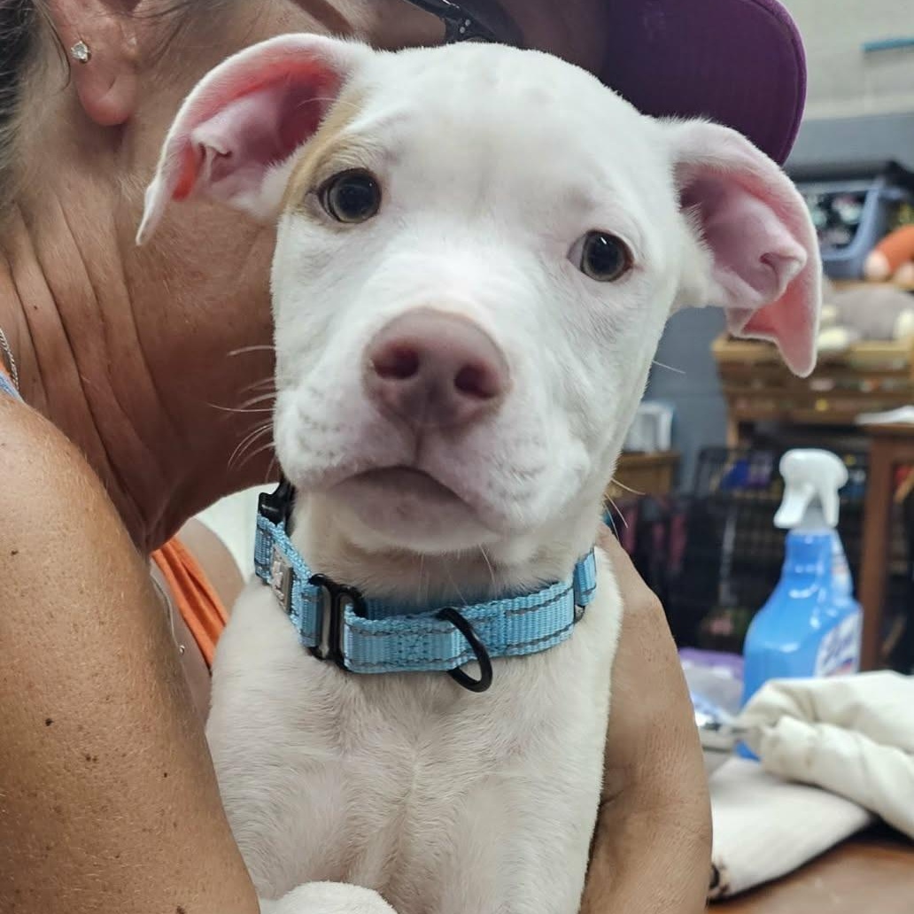 Pete the mixed breed puppy, a Adoptable mixed breed in Muskego, WI image 4/6