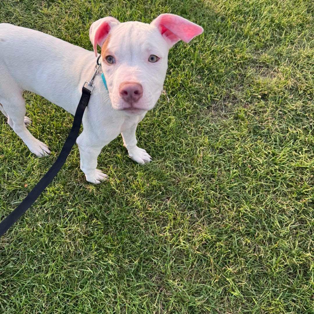 Pete the mixed breed puppy, a Adoptable mixed breed in Muskego, WI image 6/6