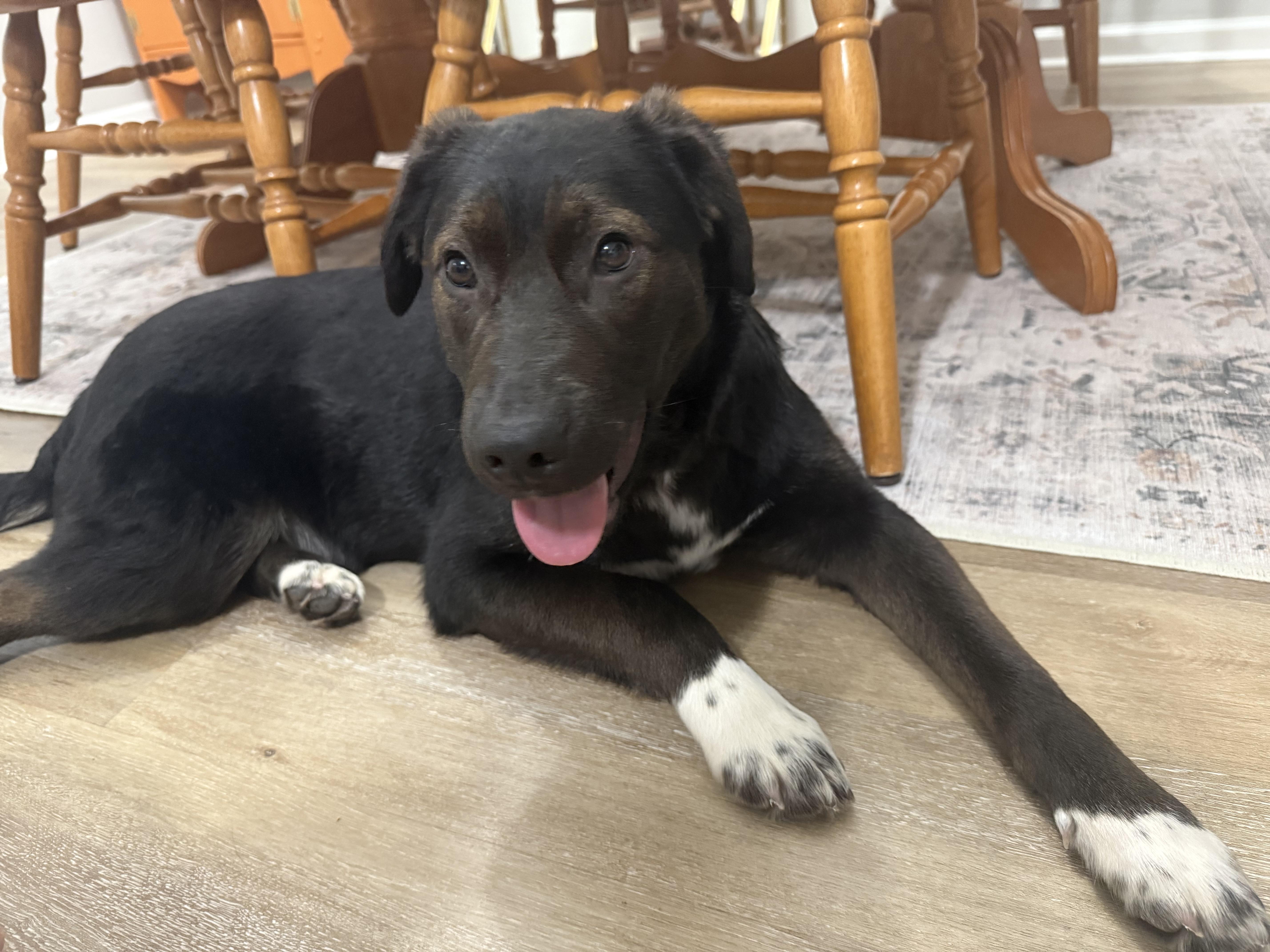 Enlarge Olaf, an adopted Border Collie in Lexington, KY image 2/6