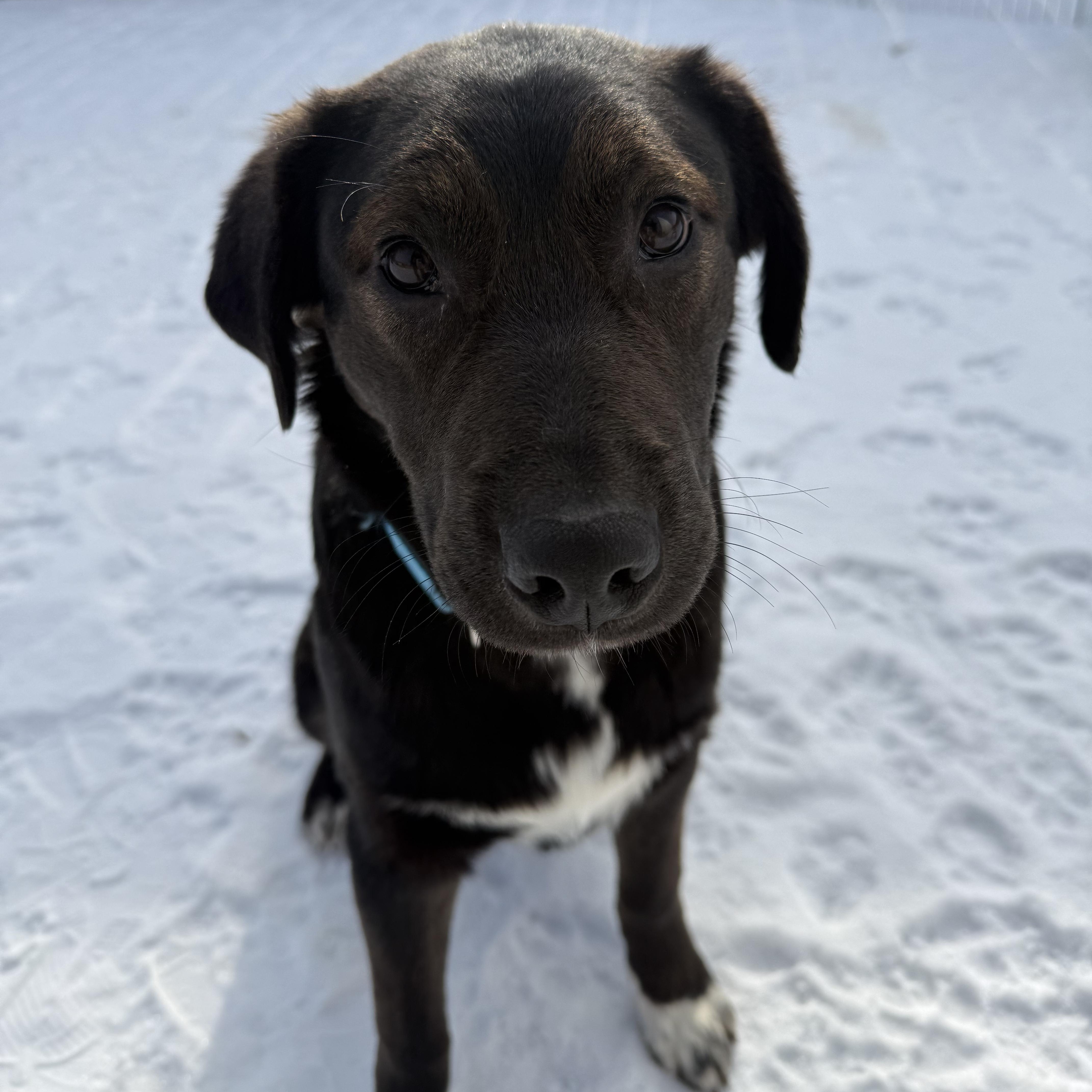 Enlarge Olaf, an adopted Border Collie in Lexington, KY image 4/6